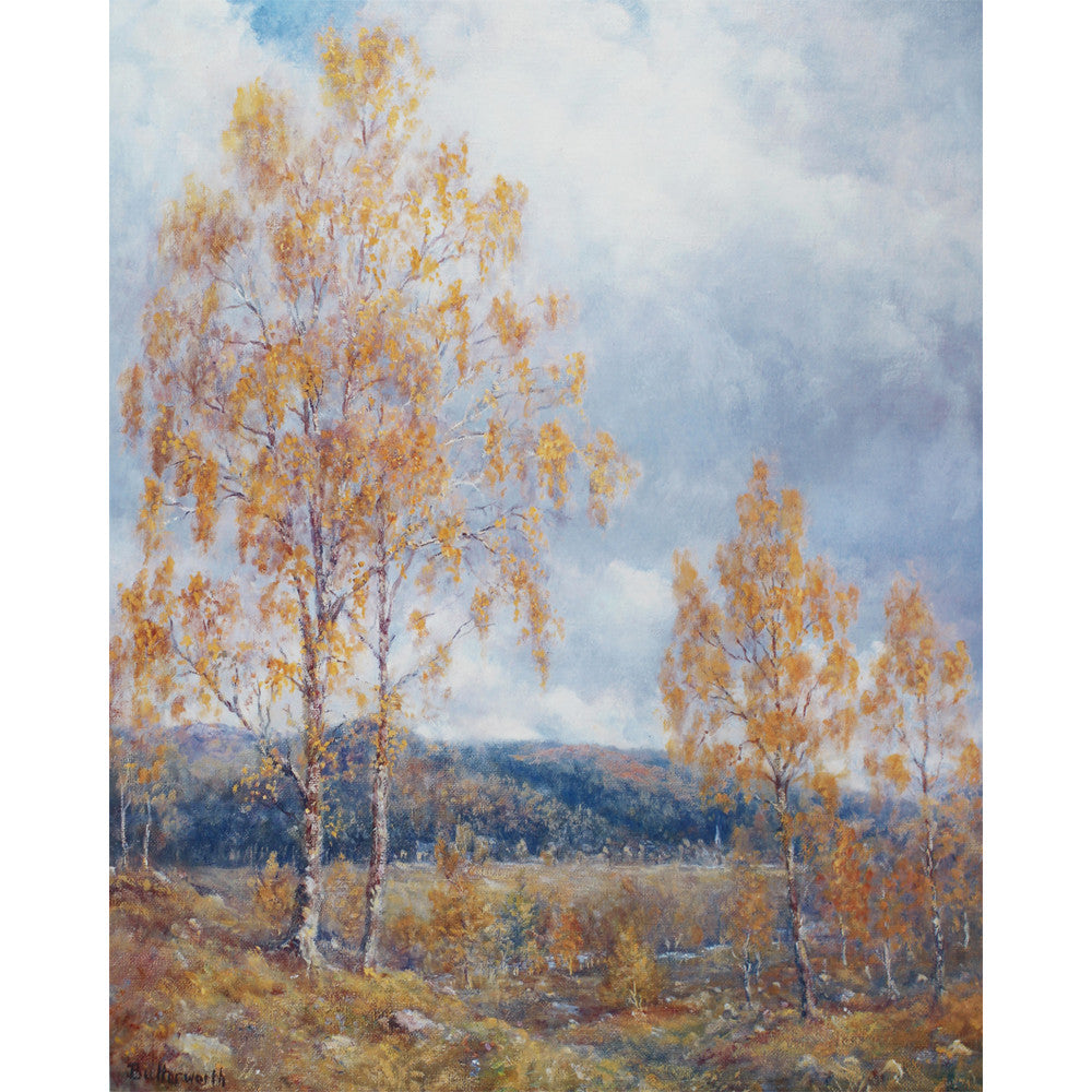 'Autumn Birches' - Fine Art Print of Glenmuick