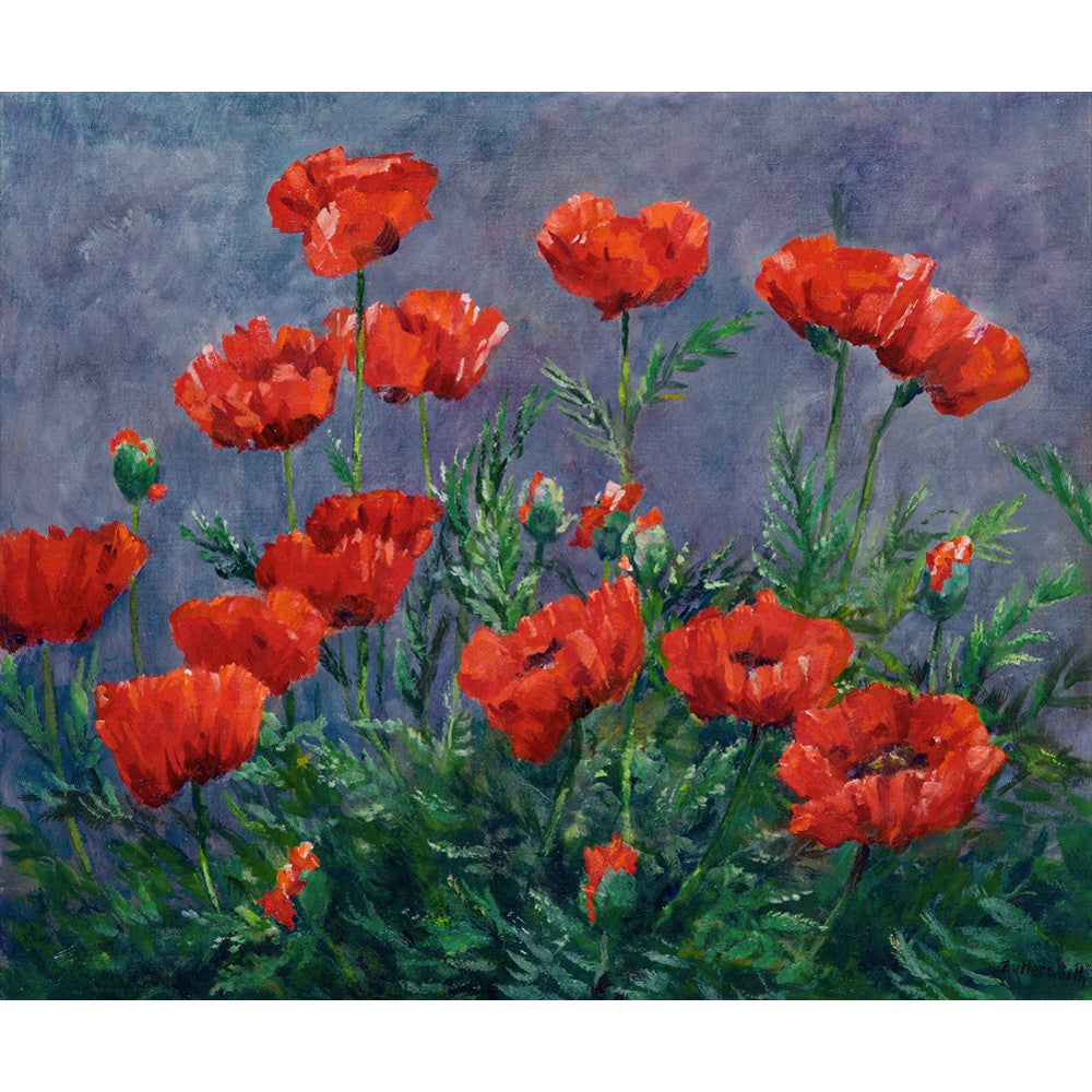 Bright red Californian Poppies in Howard Butterworth's garden in Glen muick near Ballater on Royal Deeside