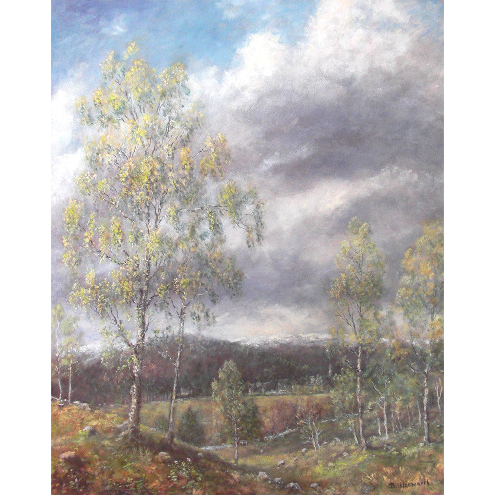 'Spring Birches' - Fine Art Print of Glenmuick