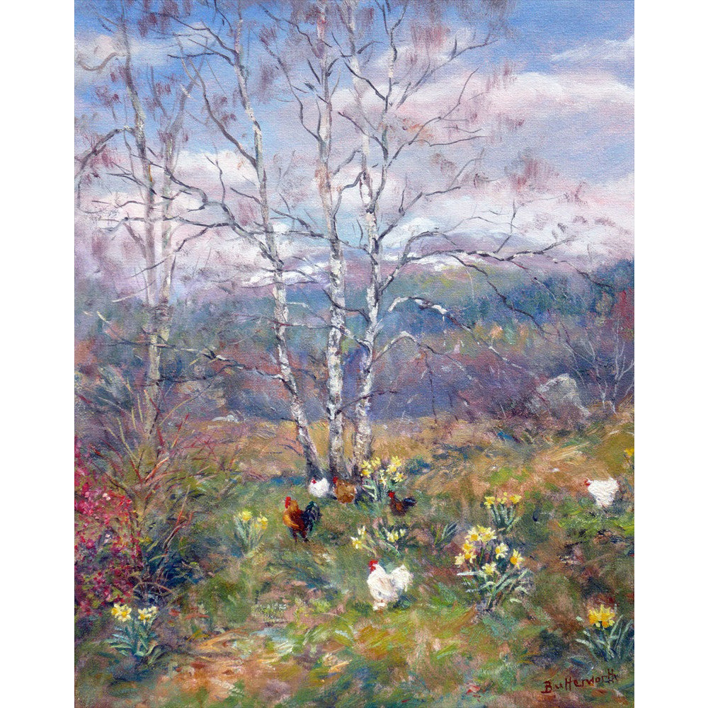 Chickens, daffodils and birches in Howard Butterworth garden in Glenmuick on Royal Deeside near Ballater. Snow capped mountains in the background