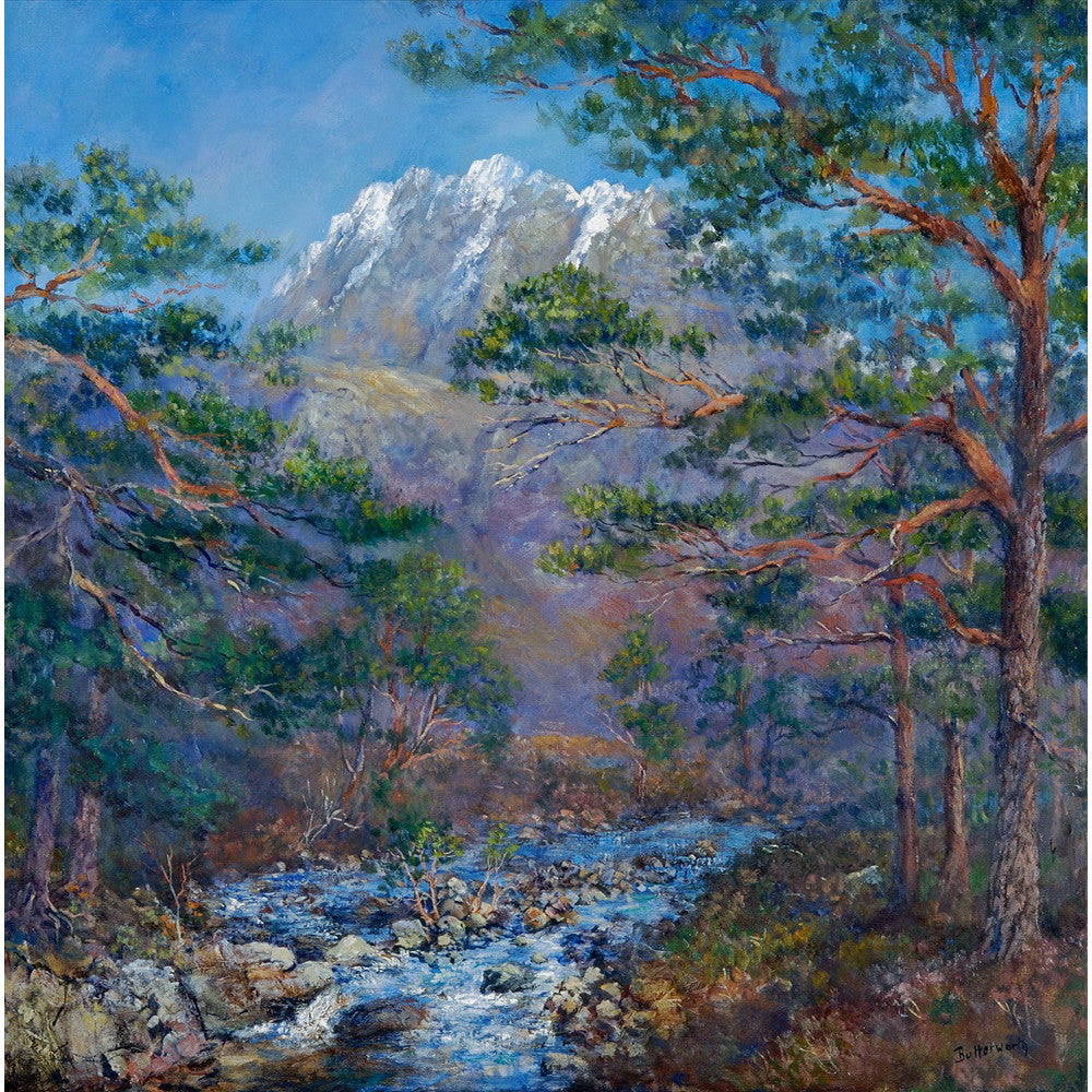 Bright spring day looking towards Slioch through Caledonian Pine Forest. Close to the Beinn Eighe Nature Reserve,Torridon region of the Scottish Highlands near Loch Maree on the West Coast.